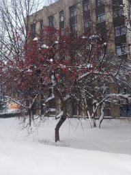 прогулка  2026 год январь